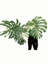 Monstera Thai Constellation XXL Steckling